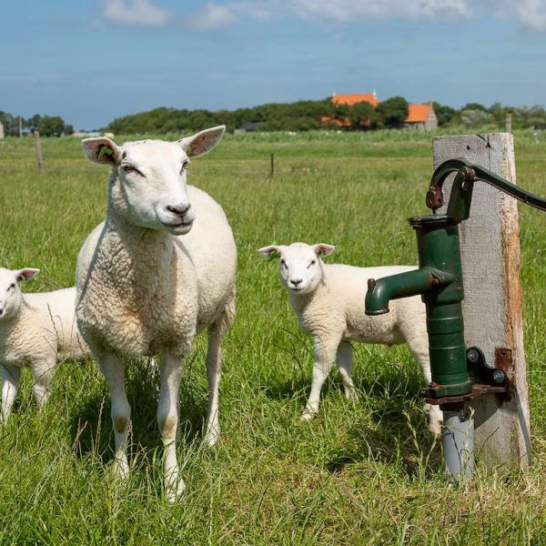 Boerderij Ameland 2