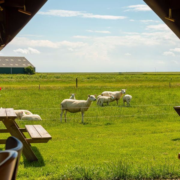 Boerderij Ameland 4