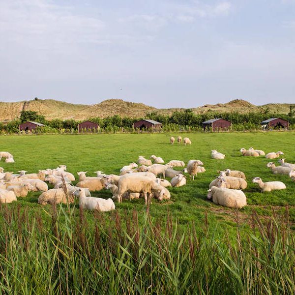 De Zeekraal 3